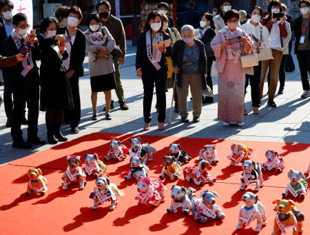 People watch Sony's robotic dogs 'Aibo' during a ritual ceremony Sichi-Go-San, which is usually held for praying for children's health and wellbeing, at the Kanda Myojin shrine in Tokyo, Japan, November 11, 2022. (Reuters)