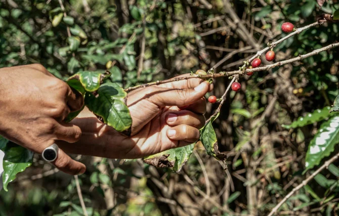 The media trip, organized by the Khieer Saudi Arabia endowment body, saw journalists taken to visit coffee farms in the Faifa and Bani Malik areas. (AN photos by Huda Bashatah)