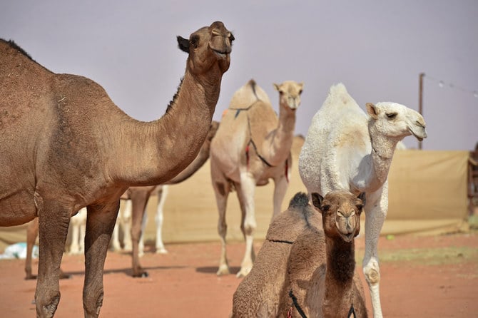 Camels compete in the beauty pageant of the annual King Abdulaziz Camel Festival in Rumah, some 160 kilometres east of Riyadh on December 24, 2020. (AFP)