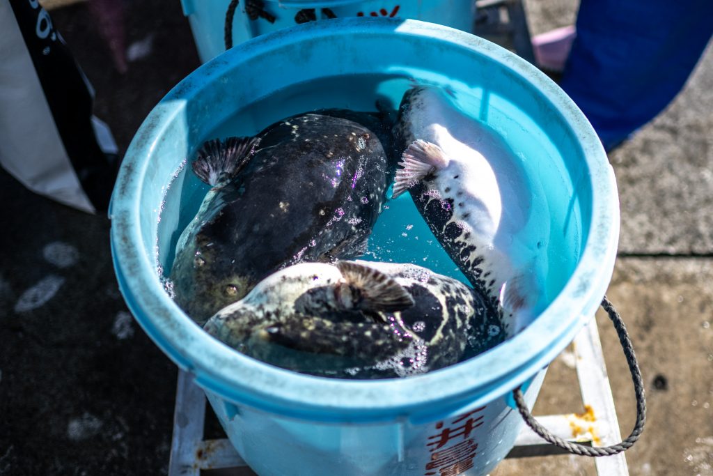 This photo taken on January 19, 2023 shows three tiger puffer fish inside a bucket at the Matsukawaura Fishing Port in Soma city of Japan's Fukushima Prefecture. (AFP)