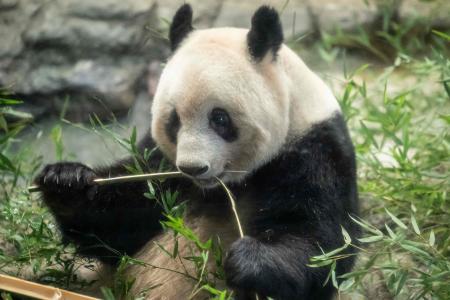 Female giant panda Xiang Xiang eats bamboo ahead of her return to China, at Ueno Zoological Park in Tokyo on February 19, 2023. (AFP)