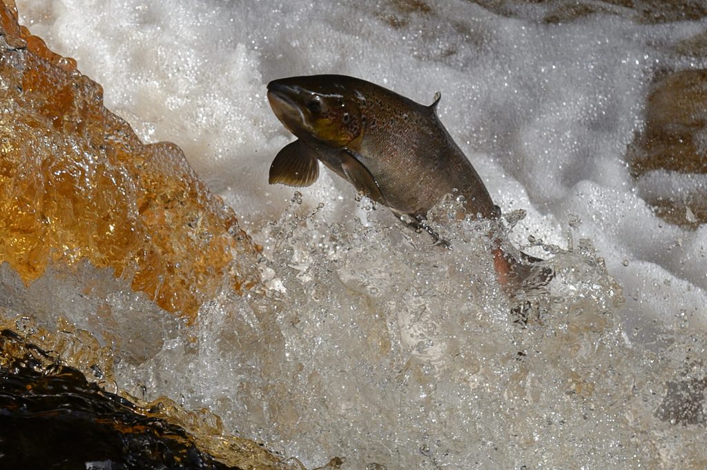 The fishing quota for the fish in waters within the 200-nautical-mile zone around Japan is unchanged from the previous year. (AFP)