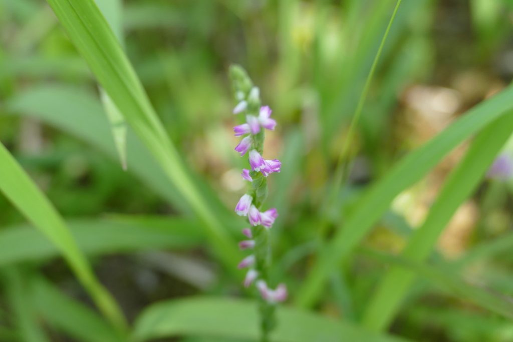 This handout photo taken on May 20, 2017 and released to AFP on March 23, 2023 courtesy of Kenji Suetsugu, lead scientist and phytology professor at Kobe University, shows a 'spiranthes hachijoensis' (Orchidaceae) (AFP)