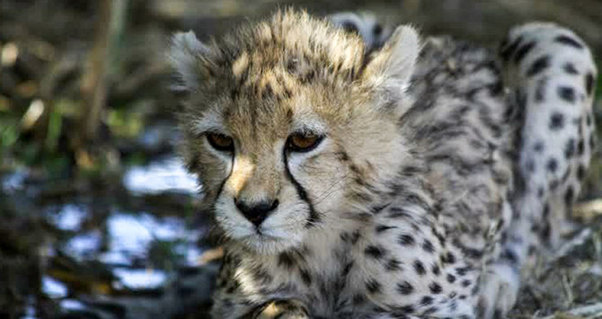 Pirouz, the last of three endangered Asiatic cheetah cubs born in captivity in Iran. The cub’s death has sparked accusations of incompetence and mismanagement aimed at the Tehran regime. (AFP)