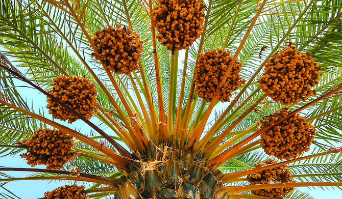 A symbol of Saudi hospitality and an Iftar staple, over 200 varieties of dates are produced in Saudi Arabia and sold at date markets. (SPA)