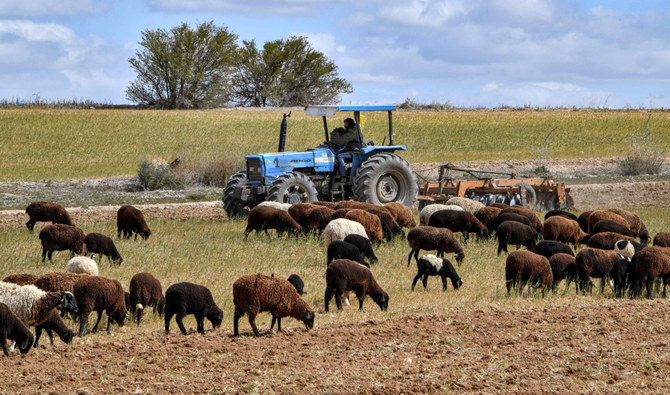 A Tunisian farmer ploughs a failed wheat field. Hamza Meddeb said the political leadership of Tunisia as “unwilling” to make hard economic and debt decisions because of the potential political and social costs to the regime.