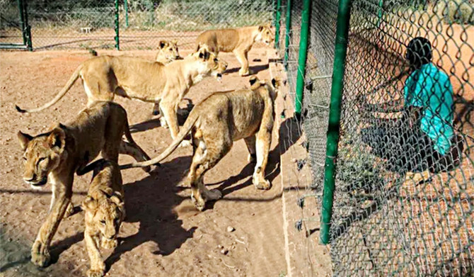 Othman Salih, founder of the Sudan Animal Rescue Center, near a lion enclosure at the facility in Al-Bageir reserve, south of Khartoum on Feb. 28, 2022. (AFP/File)