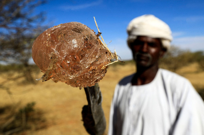 A Sudanese man shows freshly-harvested gum arabic resin on the tip of a 