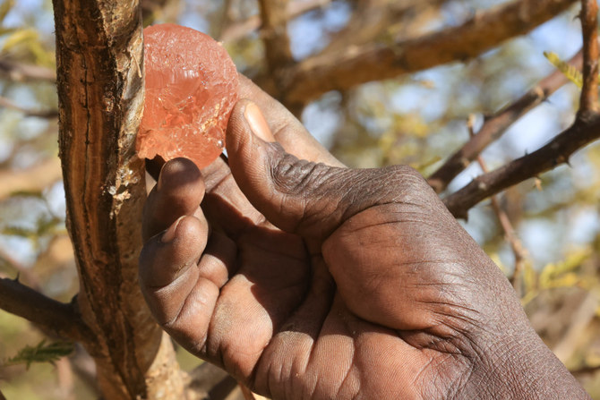 A Sudanese man shows gum arabic sap on the branch of an acacia tree. (AFP)