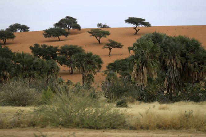 Gum arabic acacia trees are not only tapped to produce valuable sap, but also help farmers relying on increasingly erratic rainfall by boosting moisture for their crops, making the difference between a healthy harvest or failure. (AFP)