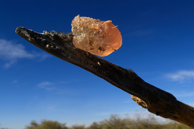 Gum arabic resin forms on an acacia tree branch. (AFP)