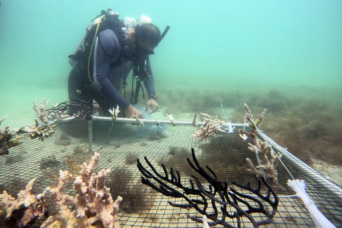 PADI Course Director Amr Anwar works to install coral to a net to replant it in Dubai on June 4, 2023. (AP Photo/Malak Harb)