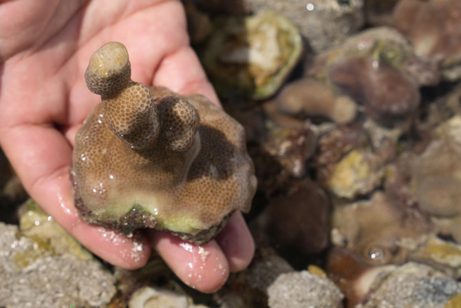 A young fragment of coral harvested from a nursery is shown off the coast of Abu Dhabi on May 25, 2023. (AP Photo/Kamran Jebreili)