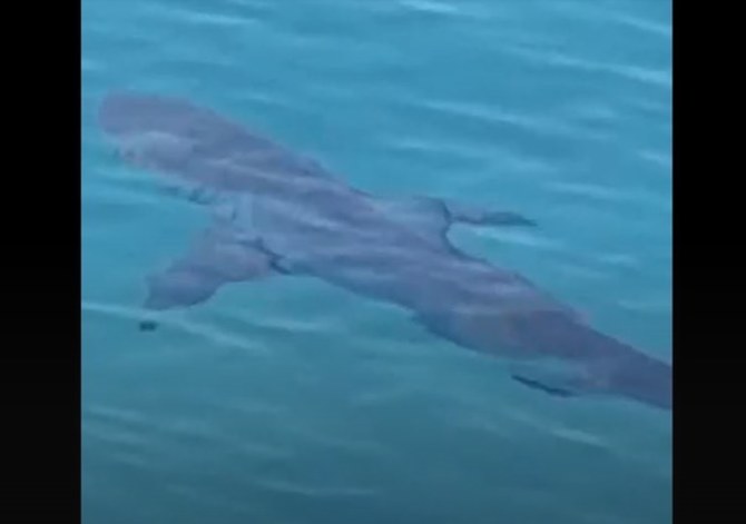 An illegal fishing method that uses explosives is being blamed for the rising numbers of sharks off the coast of Lebanon, amid social media panic about sightings and possible attacks. (Twitter)