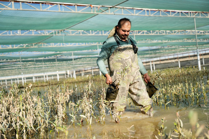 Engineer Ayman Al-Rubaie, 47, carries mangrove tree seedlings in the mangrove tree nursery project, in the branching area of the Shatt Al-Arab River in Basra. (REUTERS)