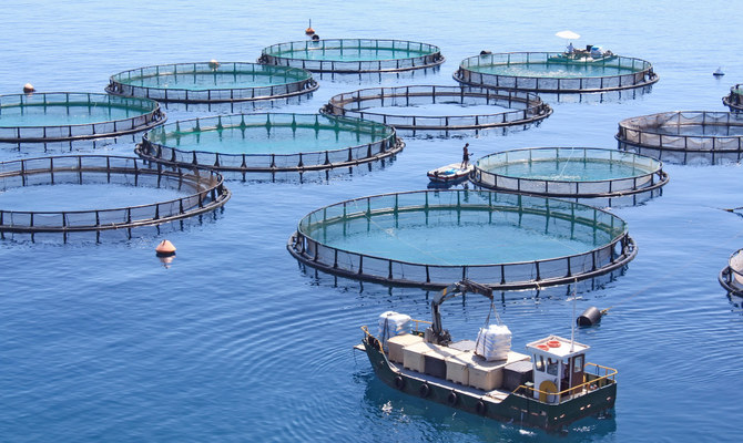 The Arab Organization for Agricultural Development has requested Egypt’s support to strengthen fish farming in Lebanon. (Shutterstock)