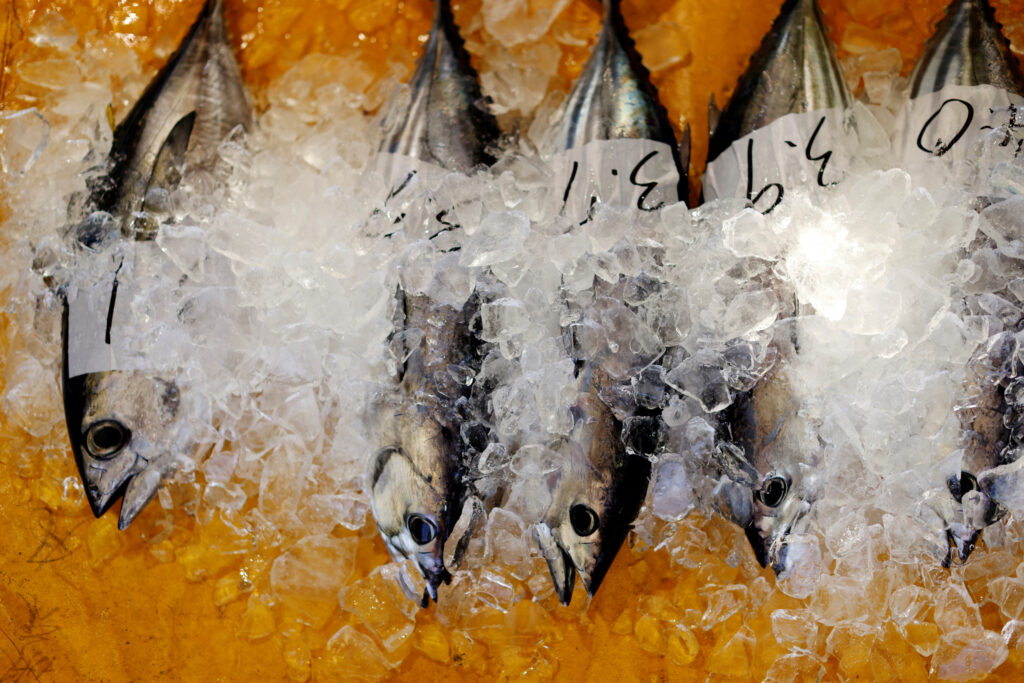 FILE PHOTO: Katsuo (skipjack tuna) are kept in ice during a wholesale auction at Kure Port, in Nakatosa Town, Kochi Prefecture, Japan, May 14, 2022. REUTERS