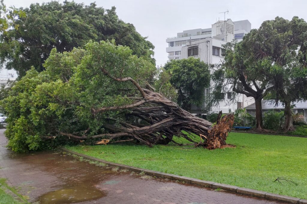 A tree sits on its side after being uprooted by high winds brought by Typhoon Khanun in the city of Naha, Okinawa prefecture on August 2, 2023. (AFP)