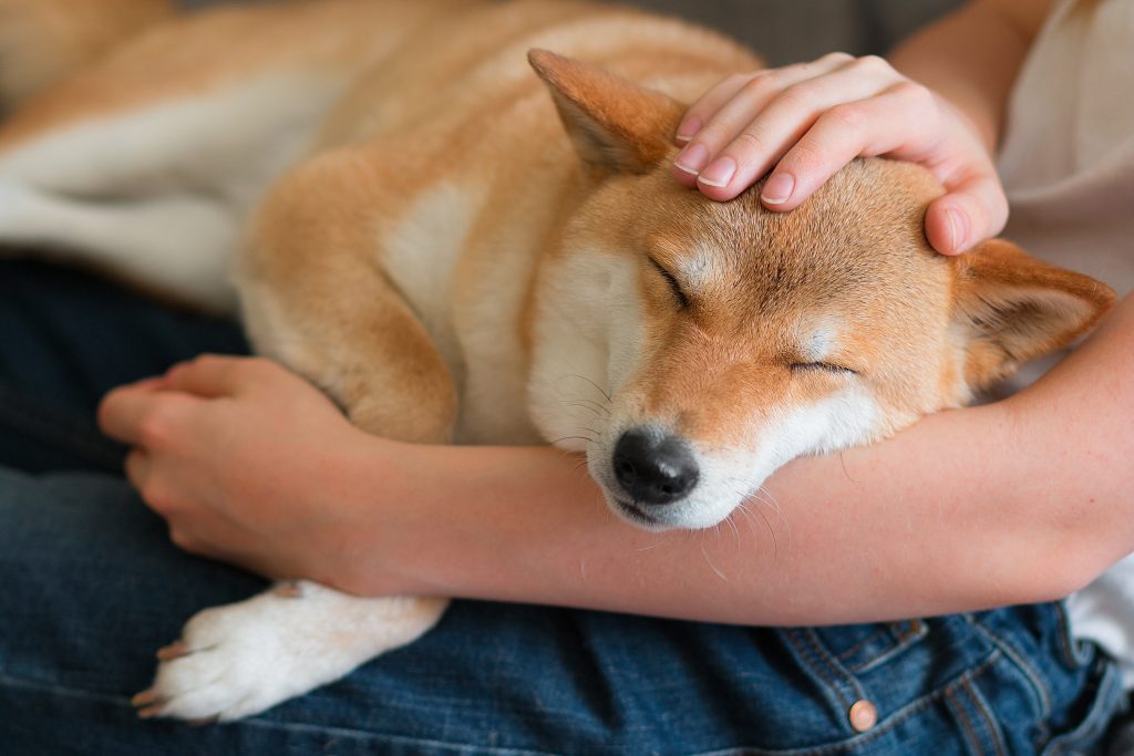 Dogs and cats are more vulnerable to high temperatures than humans.