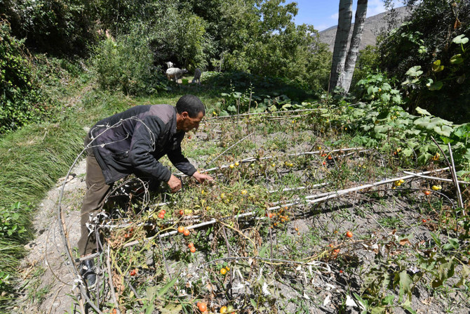 Farmer Mohammed Al Moutawak checks his damaged tomato plants in the village of Ineghede in the High Atlas mountains of central Morocco on September 13, 2023. (Fethi Belaid/AFP)