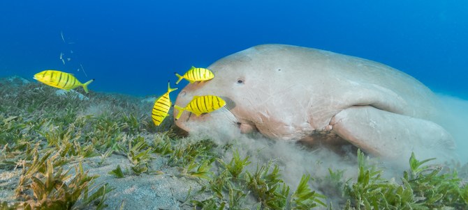 The documentary, produced by UK-based Ocean Souls Films, focuses on ocean conservation. (Supplied)