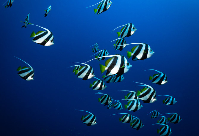The documentary, produced by UK-based Ocean Souls Films, focuses on ocean conservation. (Supplied)