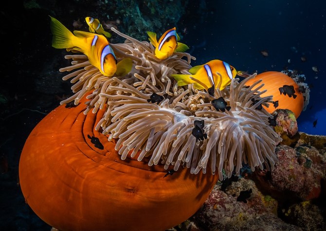 The documentary, produced by UK-based Ocean Souls Films, focuses on ocean conservation. (Supplied)