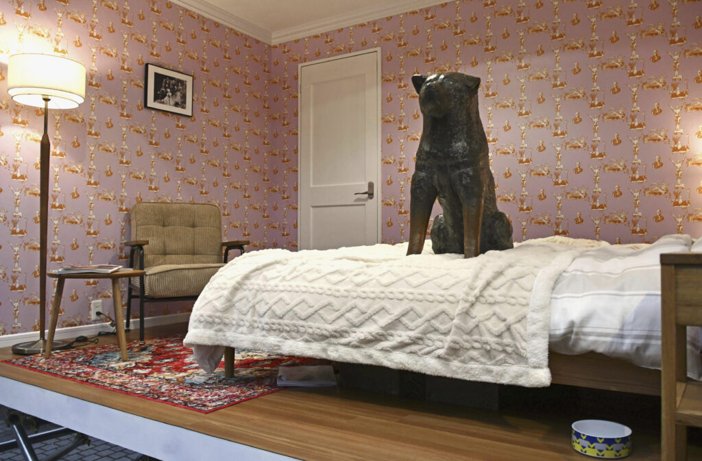 Tokyo Shibuya's iconic statue of Hachiko sits in a bedroom as it is unveiled to the public one day only to mark its 100th birthday, in Tokyo Sunday, Nov. 12, 2023. (Kyodo News via AP)