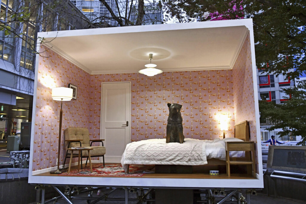 Tokyo Shibuya's iconic statue of Hachiko sits in a bedroom as it is unveiled to the public one day only to mark its 100th birthday, in Tokyo Sunday, Nov. 12, 2023. (Kyodo News via AP)