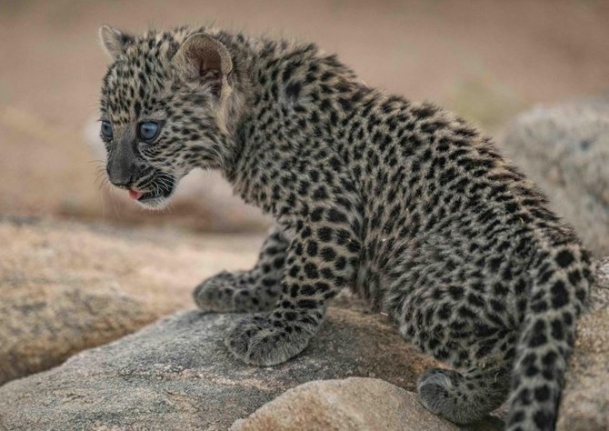 The cubs were born at RCU’s Conservation Breeding Centre in Taif, Saudi Arabia. (SPA)