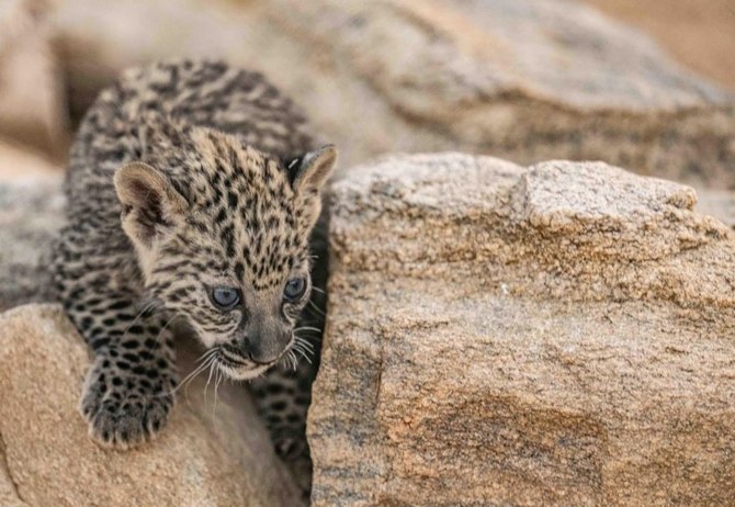 The cubs were born at RCU’s Conservation Breeding Centre in Taif, Saudi Arabia. (SPA)