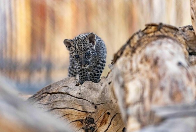 The cubs were born at RCU’s Conservation Breeding Centre in Taif, Saudi Arabia. (SPA)