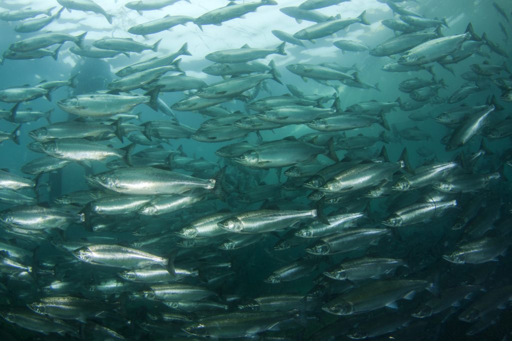 Norway started a blitz to sell raw salmon for sushi to Japan under a national strategy in the 1980s, although eating the fish raw was uncommon in the country then.