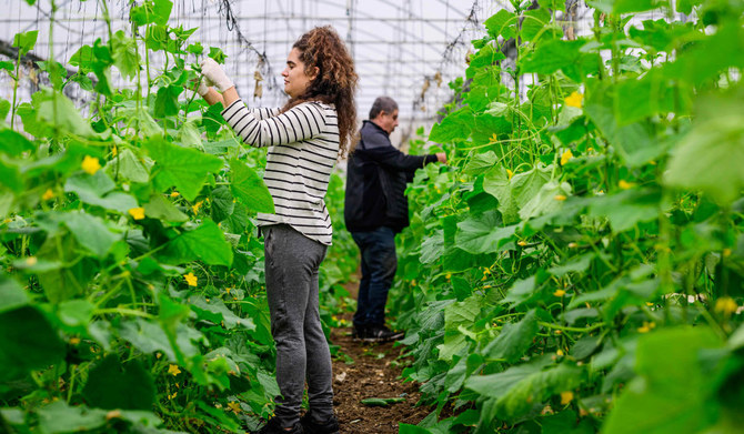Volunteers tie up cucumber plants in a greenhouse in Baqa al-Gharbiya on December 9, 2023. (AFP)