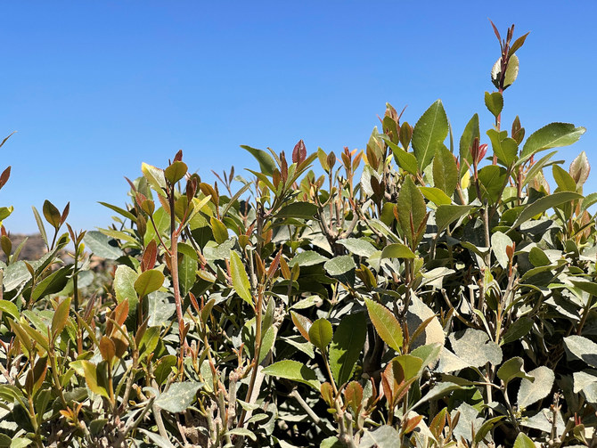 File photo shows a farm of the narcotic green leaf qat. (Reuters)