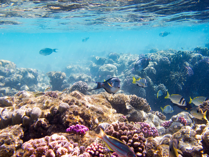 According to the report released by GASTAT, the catch from the Arabian Gulf accounted for 62.9 percent, while the Red Sea contributed 37.1 percent of the total catch. Shutterstock