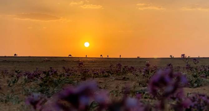 The Ministry of Environment, Water and Agriculture highlighted the importance of the COP16. (SPA)