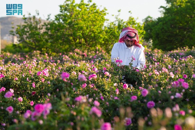 From its humble presence on the highest mountain peaks, the Taif rose has developed over centuries, evolving from sparse shrubs and farms into a landmark. (SPA)