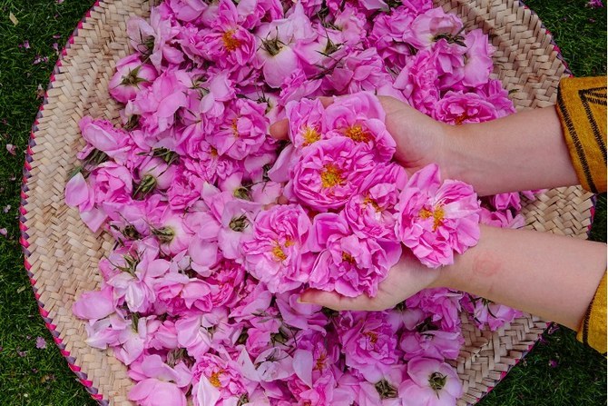 From its humble presence on the highest mountain peaks, the Taif rose has developed over centuries, evolving from sparse shrubs and farms into a landmark. (File/Huda Bashatah)