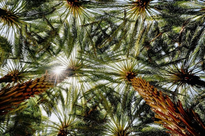 Under the umbrella of SGI, 18 million trees were planted and 60,000 hectares of land were rehabilitated in 2022. Shutterstock