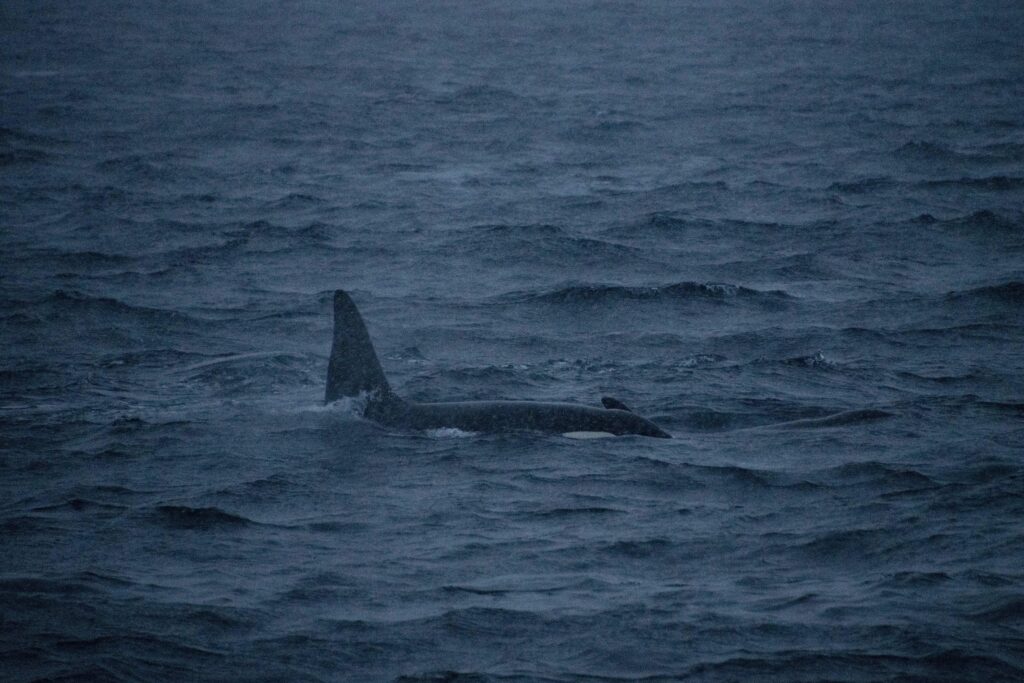 Officials said they believe the killer whales were able to free themselves from the drift ice as gaps between them grew. (AFP)