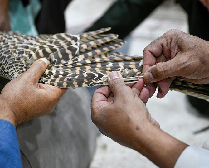 The art of tawseer requires a deep understanding of falcon anatomy, feather types, and the intricate process of feather replacement. (SPA)