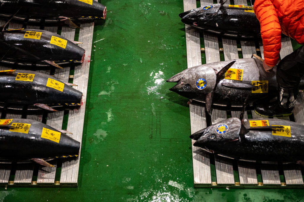 According to the bill to revise the fisheries law, fishery operators would be required to report not only the total catch volume but also the number of bluefin tuna they catch. (AFP)
