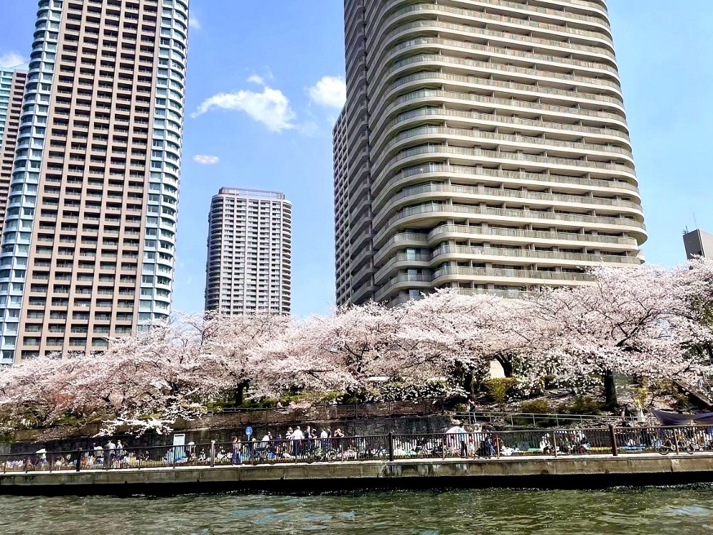 As temperatures are expected to rise on Sunday and Monday, cherry blossoms may also begin to bloom in Tokyo. (ANJ/file photo)