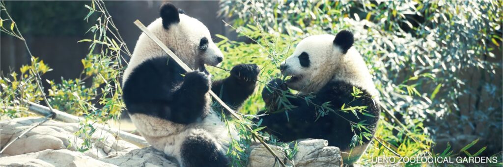 According to the zoo in the capital's Taito Ward, wild giant pandas live alone and become independent by the time they are 18 months to 2 years old. (via X)