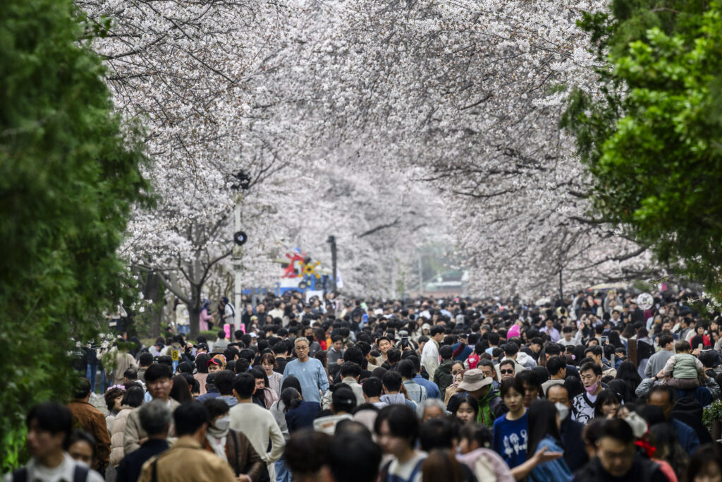 Respondents were asked to select their cherry blossom-viewing budgets from between zero yen and 10,000 yen in 500-yen increments. (AFP)