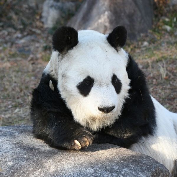 Tan Tan, the female panda, was under treatment after being found with heart disease in March 2021. (@kobeojizoo on X)