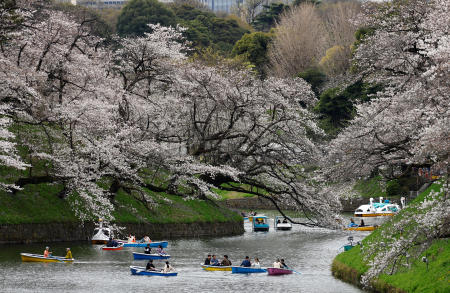 Visitors ride boats next to cherry blossoms at Chidorigafuchi Park in Tokyo, Japan April 4, 2024. (Reuters)