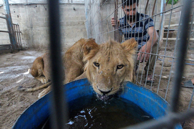 A lion evacuated from a zoo in Rafah due to the Israeli military operation, drinks water at a sanctuary in Khan Younis. (Reuters)