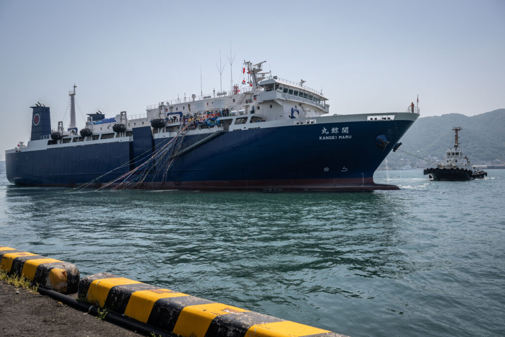 Japan's new whaling mothership, the Kangei Maru, leaves port after the ship's launch ceremony in Shimonoseki city. (AFP)